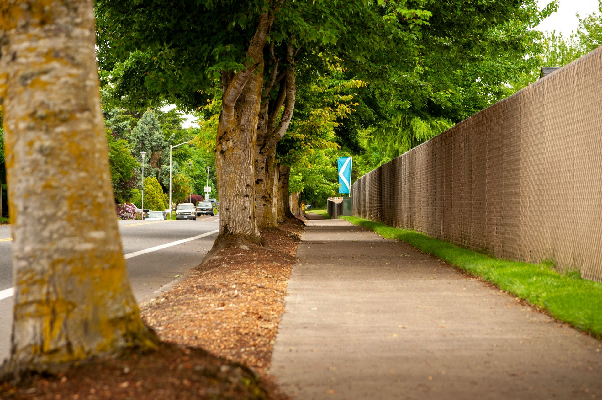 green tree on gray concrete pathway